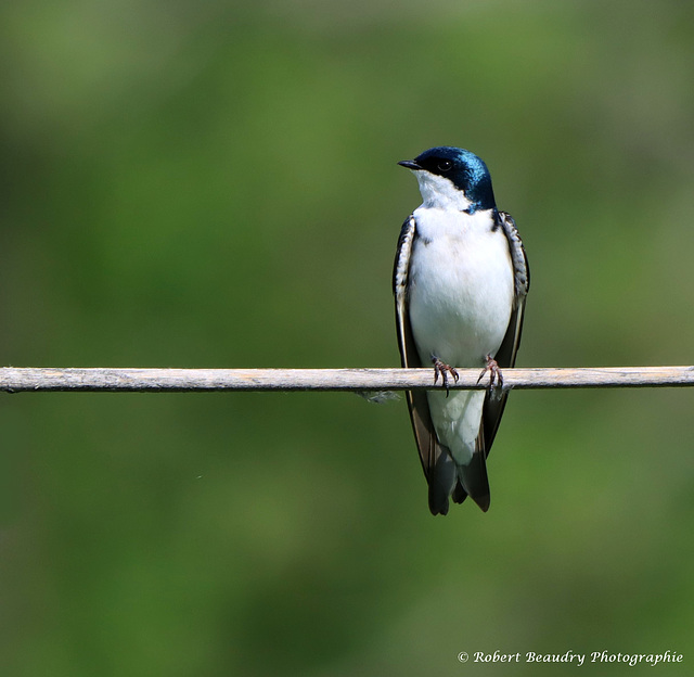 Hirondelle bicolore