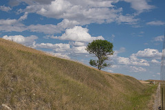 a tree by the rails 2