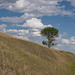 a tree by the rails 2