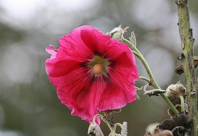 La derniere rose trémière du jardin