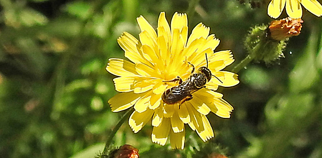 20230620 1044CPw [D~LIP] Kleinköpfiger Pippau (Crepis capillaris), Hosenbiene (Dasypoda hirtipes), Bad Salzuflen