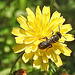20230620 1044CPw [D~LIP] Kleinköpfiger Pippau (Crepis capillaris), Hosenbiene (Dasypoda hirtipes), Bad Salzuflen