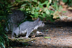 Oregon gray squirrel