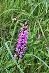 Geflecktes Knabenkraut - wilde Orchidee -