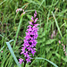 Geflecktes Knabenkraut - wilde Orchidee -