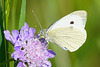 Im eleganten, schlichten Weiß - In a sleek, simple white