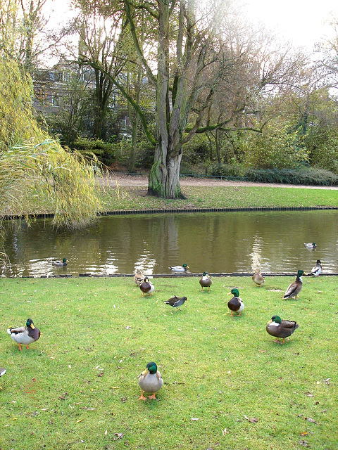 Amsterdam by the Ducks