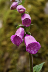 Digitalis purpurea purpurea, erva-dedal, dedaleira, abeloura, troques