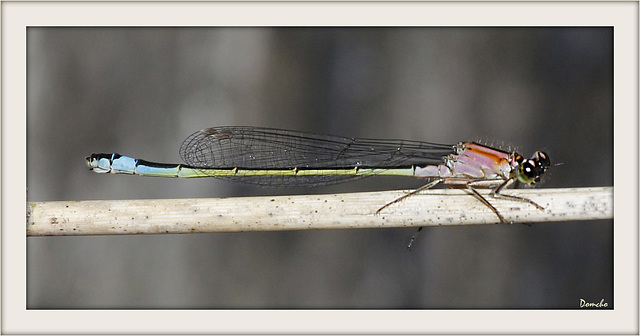 Agrion