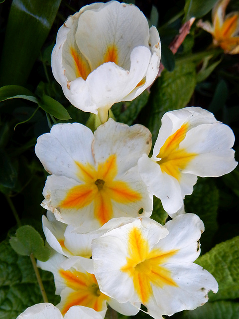 Stengelloses Primel (Primula acaulis)