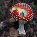 Fliegenpilz (Amanita muscaria)