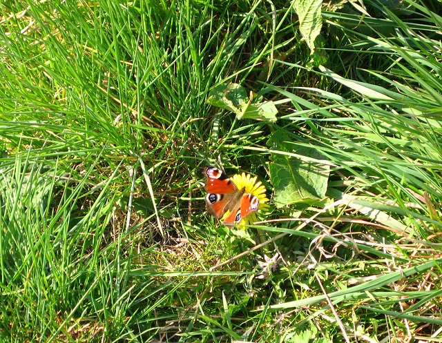 Peacock Butterfly in the Foxhills