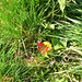 Peacock Butterfly in the Foxhills