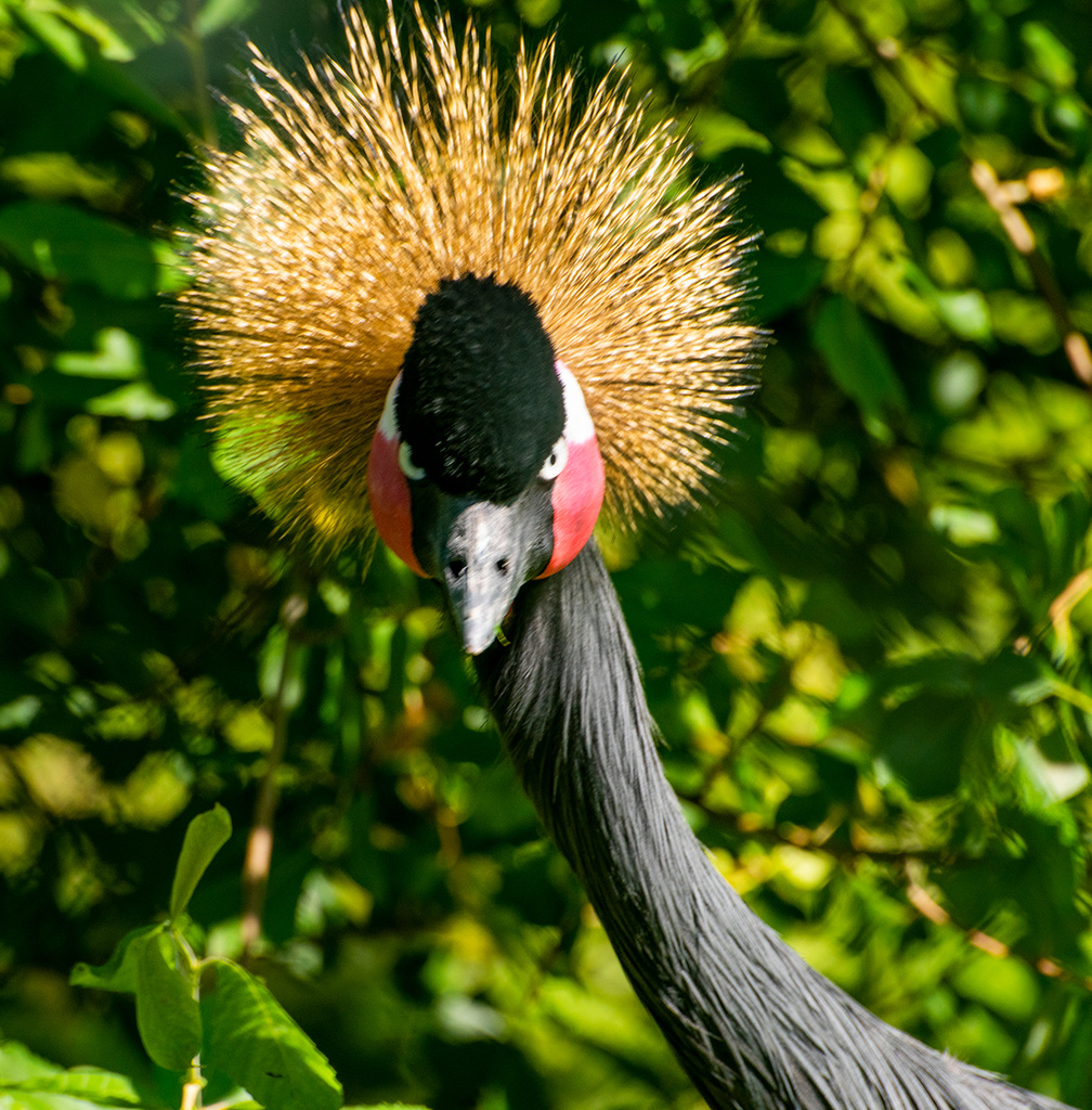 Crowned crane