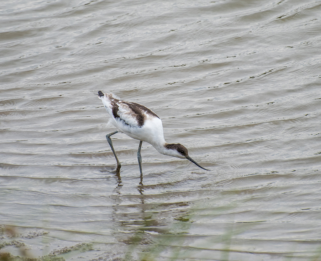 Avocet