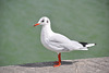 Baie de Somme
