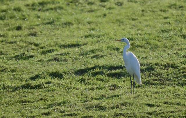 grande Aigrette