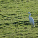 grande Aigrette