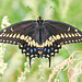 black swallowtail DSC 4425 edited edited