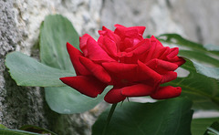 La dernière rose de mon jardin.