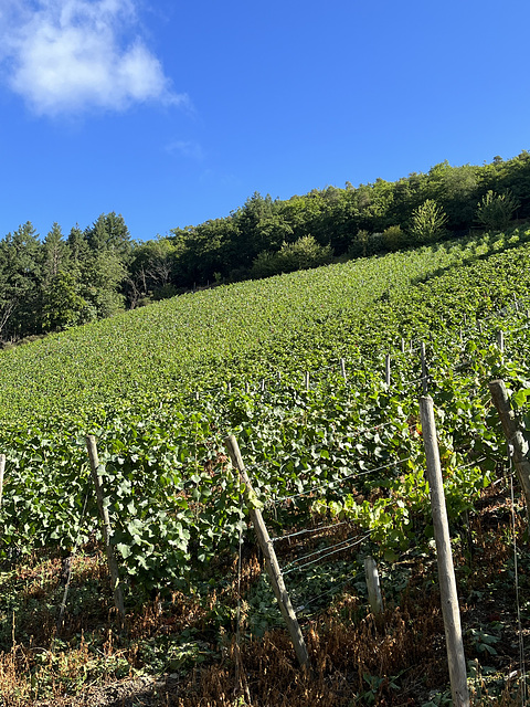 Gruß aus den Weinbergen