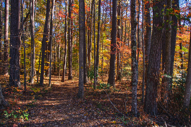 Trail to the River