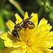 20230620 1045CPw [D~LIP] Kleinköpfiger Pippau (Crepis capillaris), Hosenbiene (Dasypoda hirtipes), Bad Salzuflen