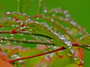 Dans mon jardin