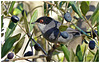 Fauvette mélanocéphale mâle (Curruca melanocephala) - Sardinian Warbler