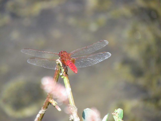 Broad Scarlet m (Crocothemis erythraea) 02-08-2012 14-27-05