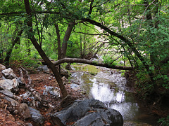 Garden Creek In Garden Canyon