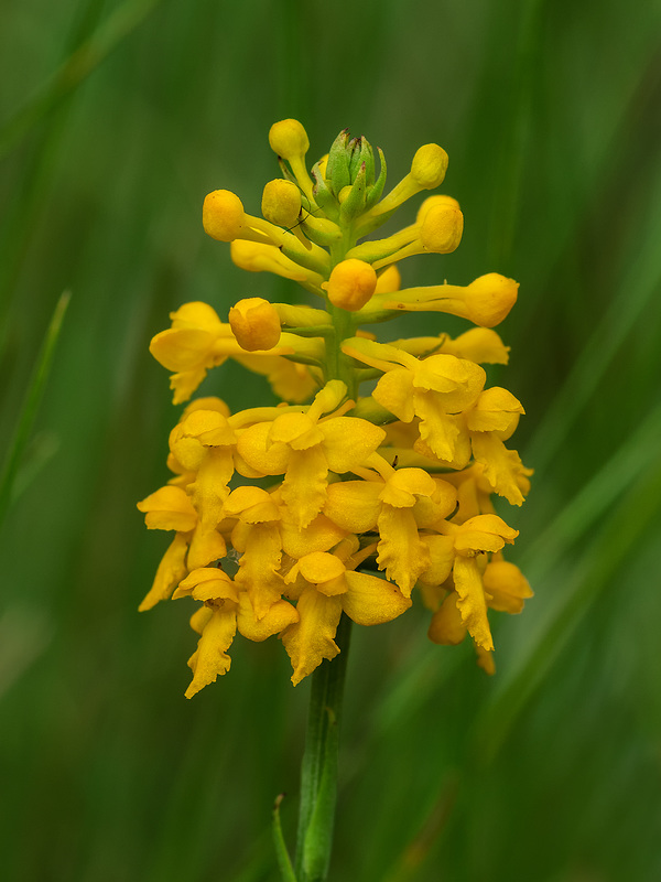 Gymnadeniopsis integra (Yellow Fringeless orchid)