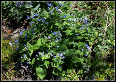 Brunnera