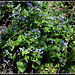 Brunnera