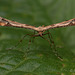 Amblyptilia acanthadactyla (Beautiful Plume Moth)