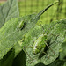 Speckled Bush Cricket (I think)