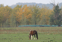 Cheval assorti aux couleurs de l'automne