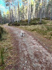 On the Carrbridge Drochan 5.5 mile loop