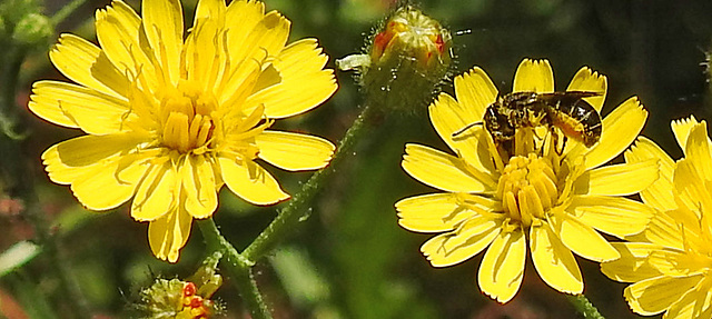 20230620 1046CPw [D~LIP] Kleinköpfiger Pippau (Crepis capillaris), Hosenbiene (Dasypoda hirtipes), Bad Salzuflen