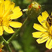 20230620 1046CPw [D~LIP] Kleinköpfiger Pippau (Crepis capillaris), Hosenbiene (Dasypoda hirtipes), Bad Salzuflen