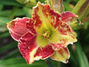 Daylily Hemerocallis 'Eftihia'