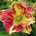 Daylily Hemerocallis 'Eftihia'