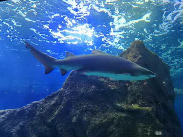 Requin en aquarium de mer*************