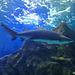 Requin en aquarium de mer*************