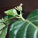 Noni 10 Febr 25 9