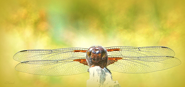 LIBELLULA DEPRESSA