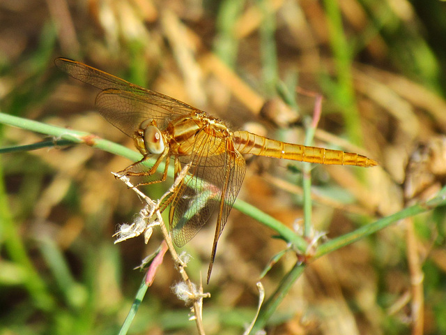 Broad Scarlet f (Crocothemis erythraea) 30-07-2012 10-01-38