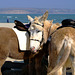 Seaside Donkeys