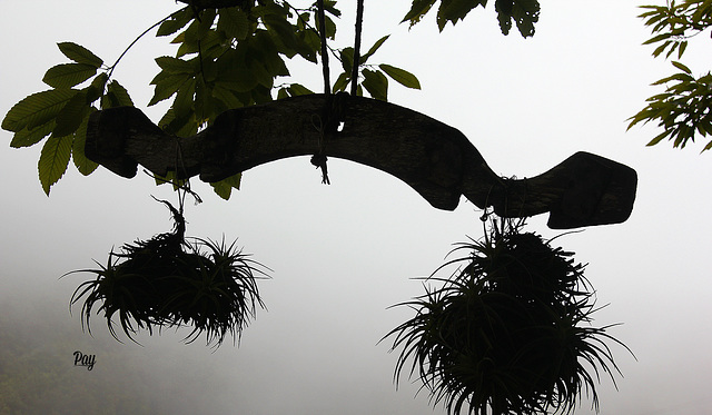 A través de la niebla.