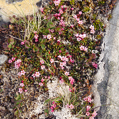 Alpine azalea